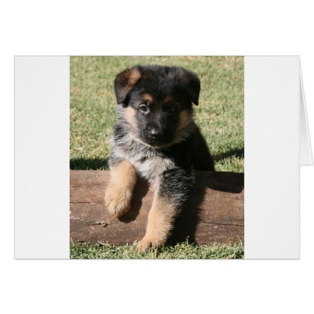 German Shepherd Puppy "Big Max" (Vorderseite (Horizontal))