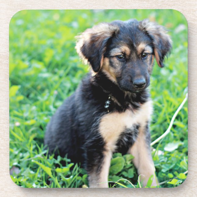 German Shepherd Puppy Getränkeuntersetzer (Vorderseite)