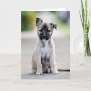 German Shepherd Puppy on Footpath Karte