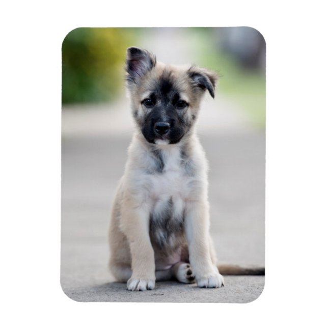 German Shepherd Puppy on Footpath Magnet (Vertikal)