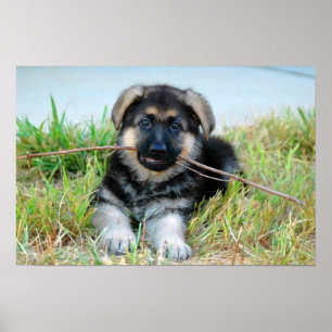 German Shepherd Puppy Poster
