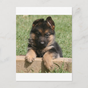 German Shepherd Puppy Postkarte
