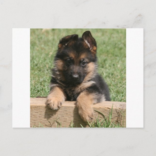 German Shepherd Puppy Postkarte (Vorderseite)