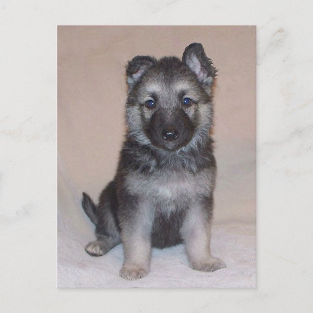 German Shepherd Puppy Postkarte (Vorderseite)