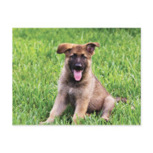German Shepherd Puppy