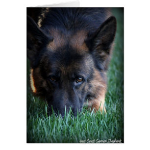 German Shepherd Randy vom Leithawald
