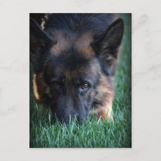 German Shepherd Randy vom Leithawald Postkarte