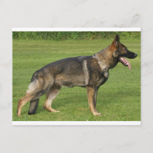 German Shepherd Sable Full Postkarte