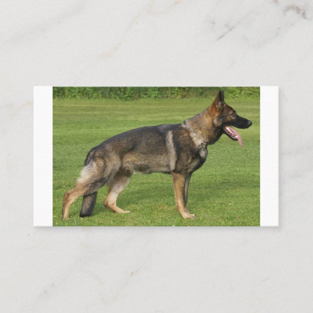 German Shepherd Sable Full Visitenkarte (Vorderseite)