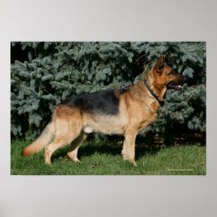 German Shepherd Show Stand Poster