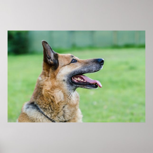 German Shepherd Side Portrait Poster (Vorne)