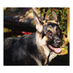 German Shepherd von Shirley Taylor Fotodruck