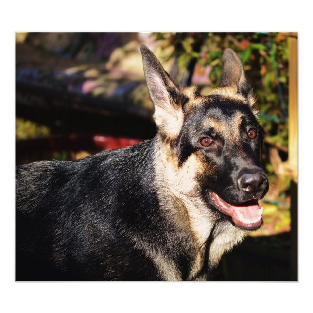 German Shepherd von Shirley Taylor Fotodruck (Vorne)