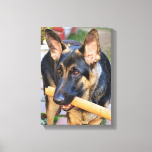 German Shepherd von Shirley Taylor Leinwanddruck