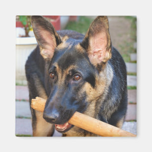 German Shepherd von Shirley Taylor Magnet