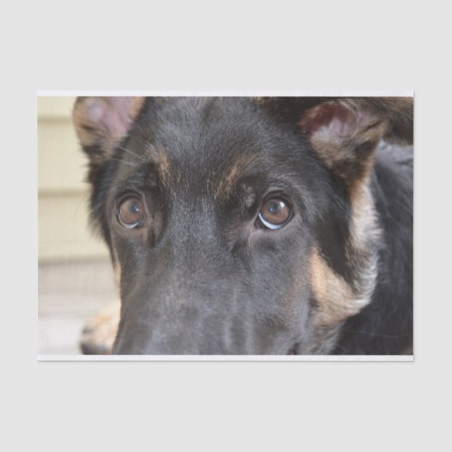 German Shepherd von Shirley Taylor Seidenpapier (Vorderseite)
