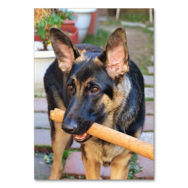 German Shepherd von Shirley Taylor Tischnummer (Vorderseite)