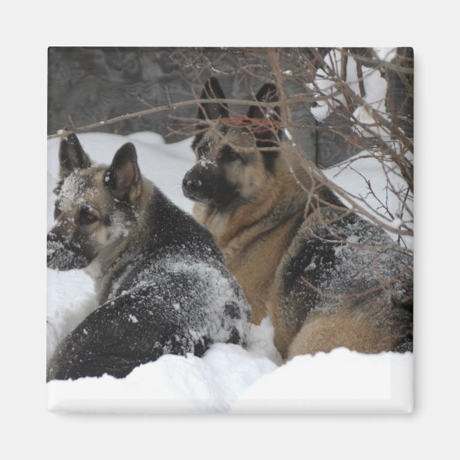 German Shepherds Best Friends Magnet (Vorne)