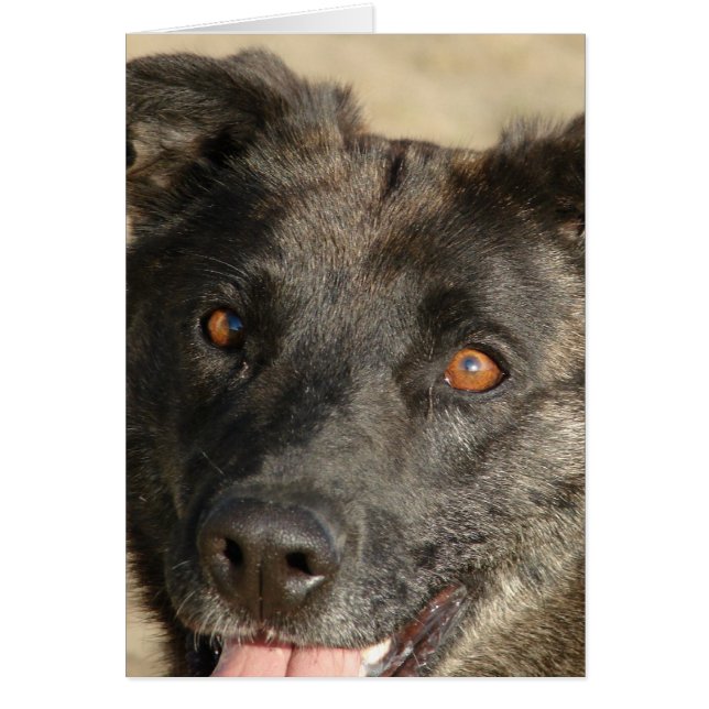 German Sherpherd Mix (Vorne)