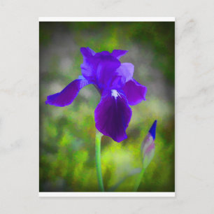 Germanisch Lila Iris Blossom digital gestrichen Postkarte