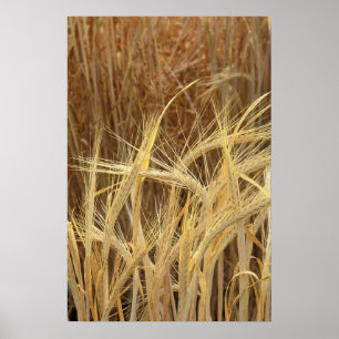 Gerste Poster