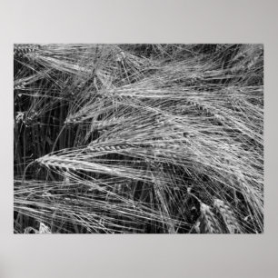 Gerstenohren (Hordeum vulgare) Poster