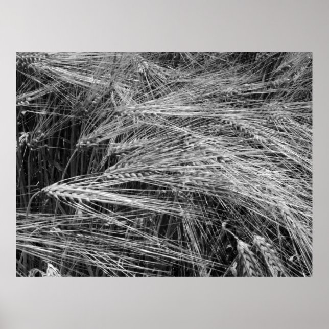 Gerstenohren (Hordeum vulgare) Poster (Vorne)