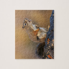 Gesang-Eichhörnchen
