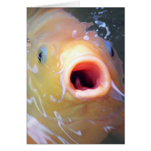 Gesang Ghost Koi