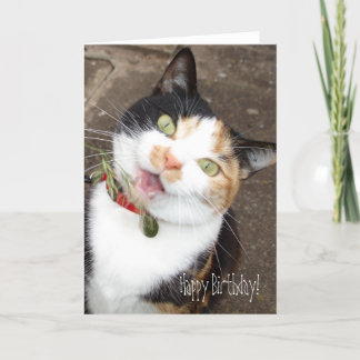 Gesang Tabby, Happy Birthday! Karte