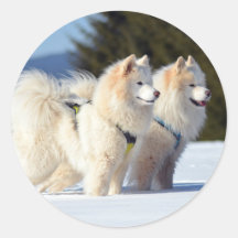 Gesäumte Hunde im Schnee