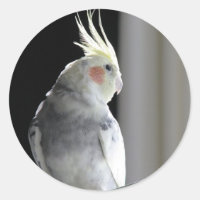 Gescheckter Cockatiel