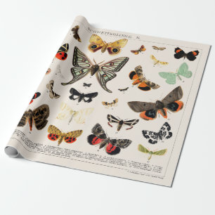 GESCHENKPAPIER: ANTIKE SCHMETTERLING- UND MOTTENÜB GESCHENKPAPIER