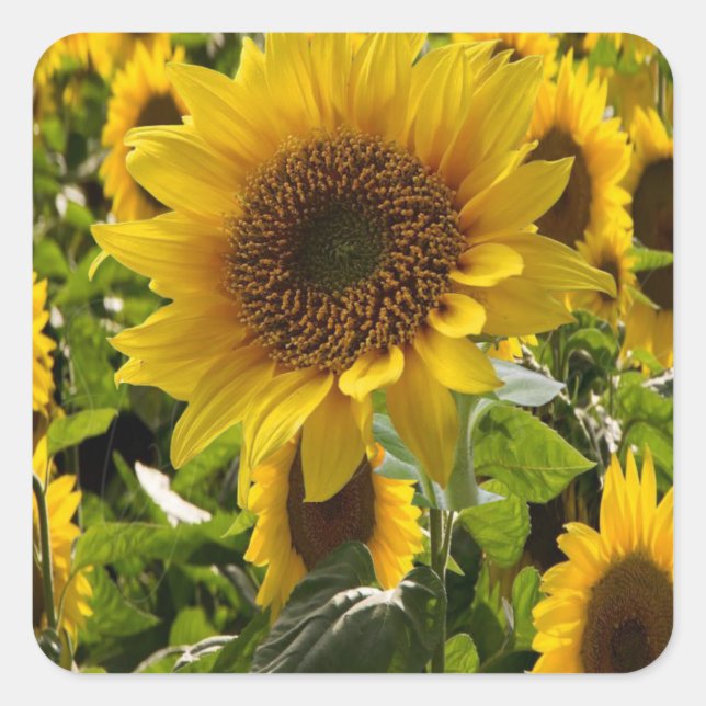 Geschenktaschen Sonnenblumen Quadratischer Aufkleber (Vorderseite)