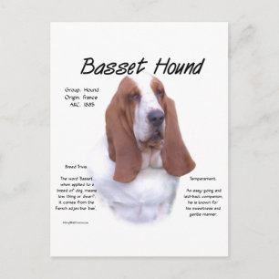 Geschichte des Basset-Hounds; alles über Basset-Hu Postkarte