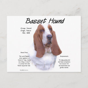 Geschichte des Basset-Hounds; alles über Basset-Hu Postkarte