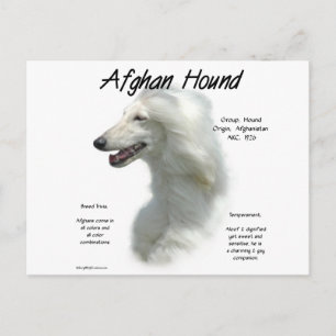 Geschichte des weißen afghanischen Hundes Postkarte