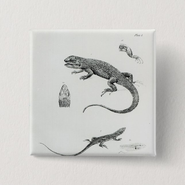 Geschichteter Leguan Button (Vorderseite)