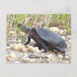 Geschilderte Schildkröte Foto-Postkarte Postkarte