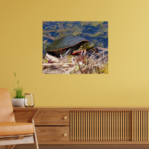 Geschilderte Schmuckschildkröte (Chrysemys picta) Poster