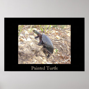 Geschildertes Schildkröten-Foto-Poster Poster