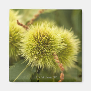 geschlossene Kastanien auf Baum Magnet