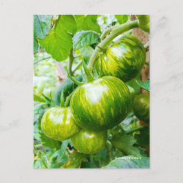 Geschmackvolle grüne Zebra Heirloom Tomaten/Parade Postkarte