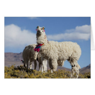 Geschmückte Lama-Herde in der Puna, Anden