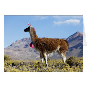 Geschmückte Lama-Herde in der Puna, Anden 2
