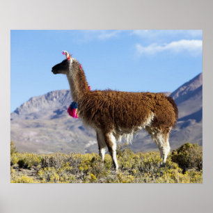 Geschmückte Lama-Herde in der Puna, Anden 2 Poster