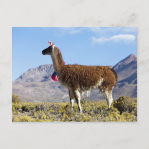 Geschmückte Lama-Herde in der Puna, Anden 2 Postkarte