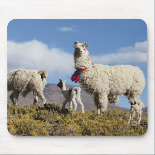 Geschmückte Lama-Herde in der Puna, Anden 3 Mousepad
