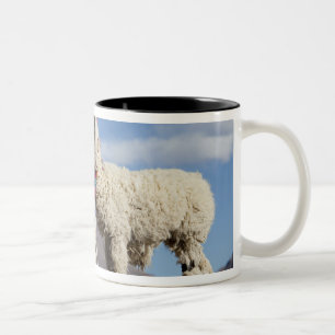 Geschmückte Lama-Herde in der Puna, Anden 3 Zweifarbige Tasse