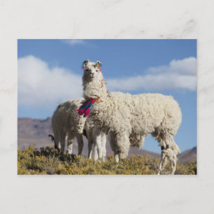 Geschmückte Lama-Herde in der Puna, Anden Postkarte